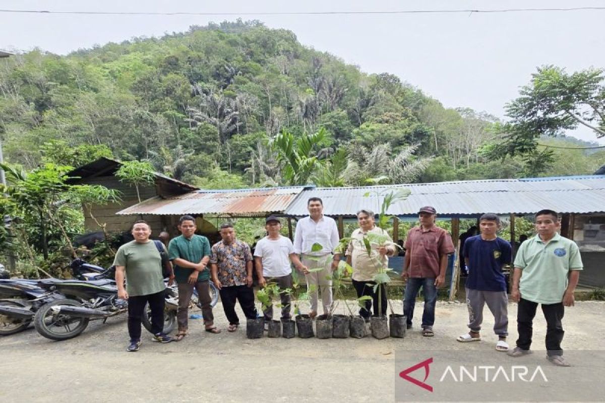 Sembilan kelompok perhutanan sosial Madina dapat bantuan bibit tanaman