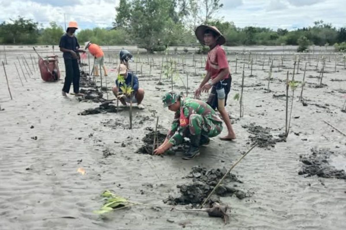 Kodim Pasangkayu tanam 12.000 pohon mangrove