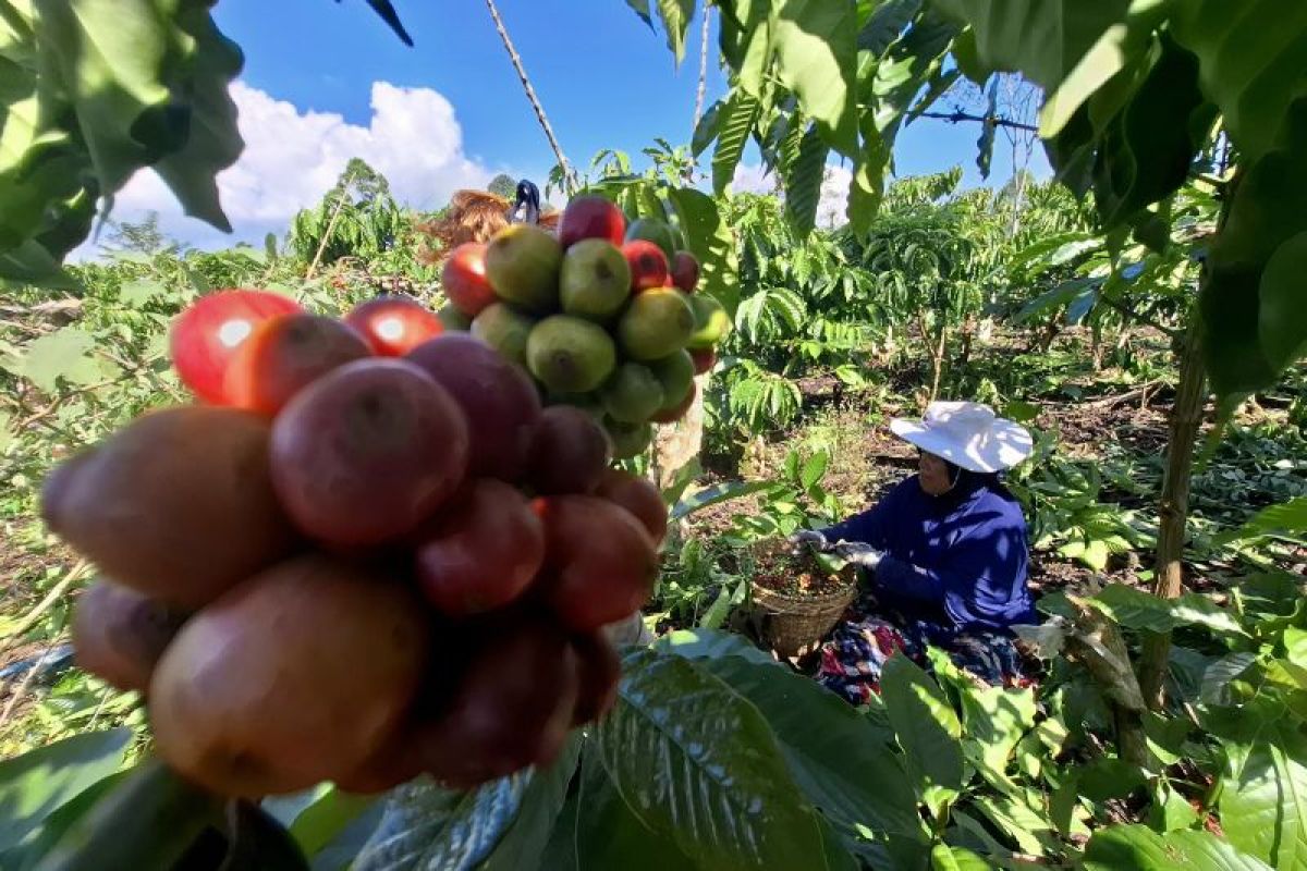 BPS sebut Neraca Perdagangan Luar Negeri Lampung surplus 489,38 juta dolar AS