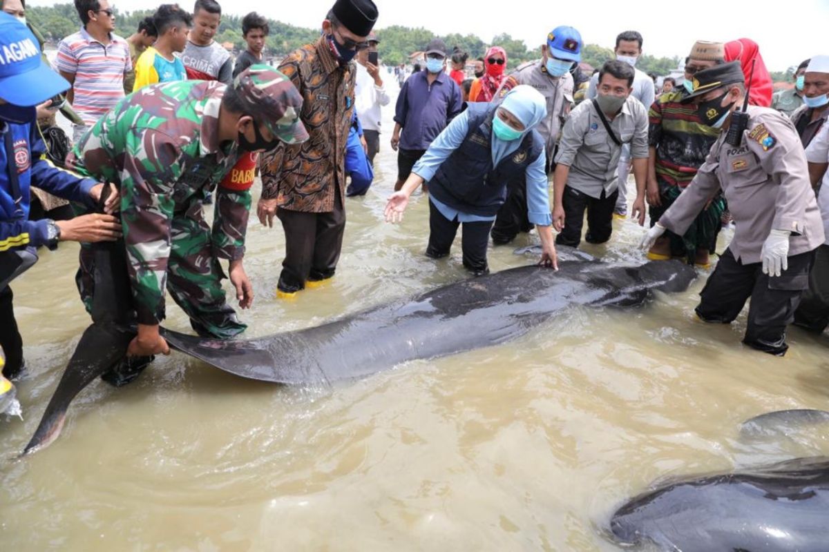 Khofifah ingatkan pentingnya perlindungan dan pelestarian mamalia laut