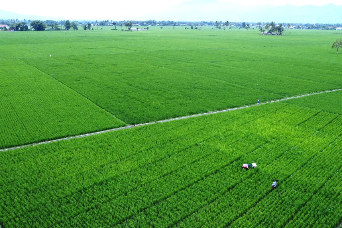 Govt to Cultivate 2.3 mln ha Rice Fields to Reach Sufficiency