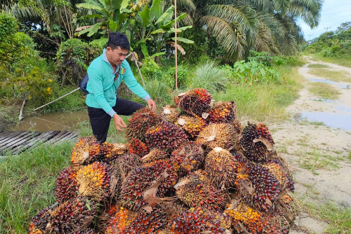 Harga TBS sawit di Kalbar tembus Rp3.391,15 per kilogram