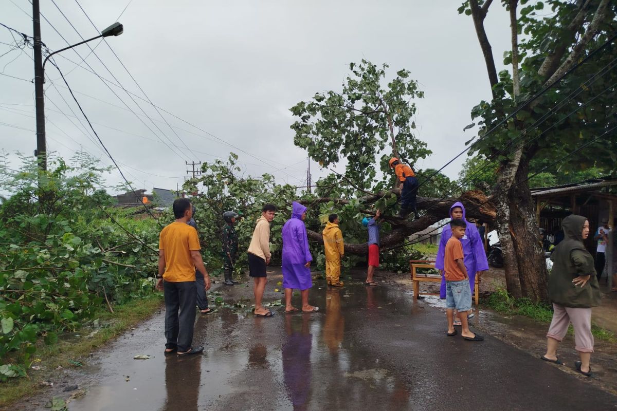 BPBD Kota Serang catat pohon tumbang terjadi di tujuh titik