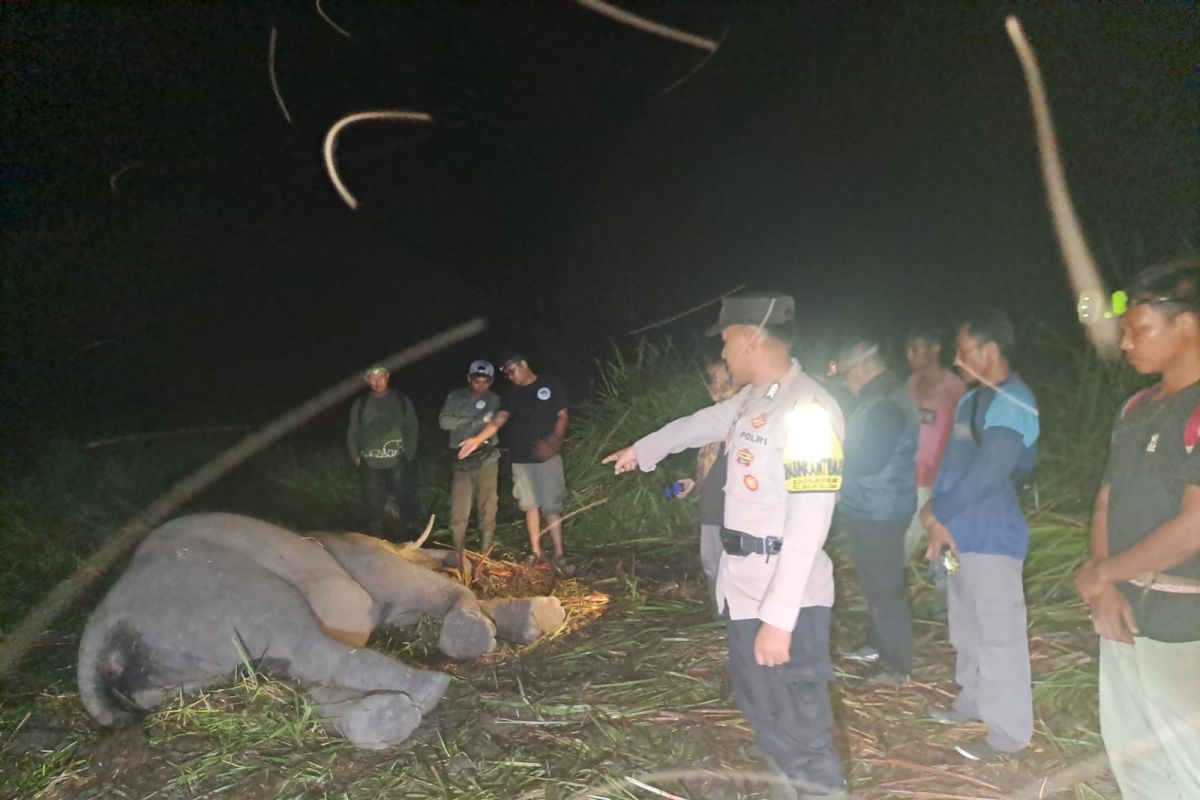 TNWK sebut seekor anak gajah mati karena sakit