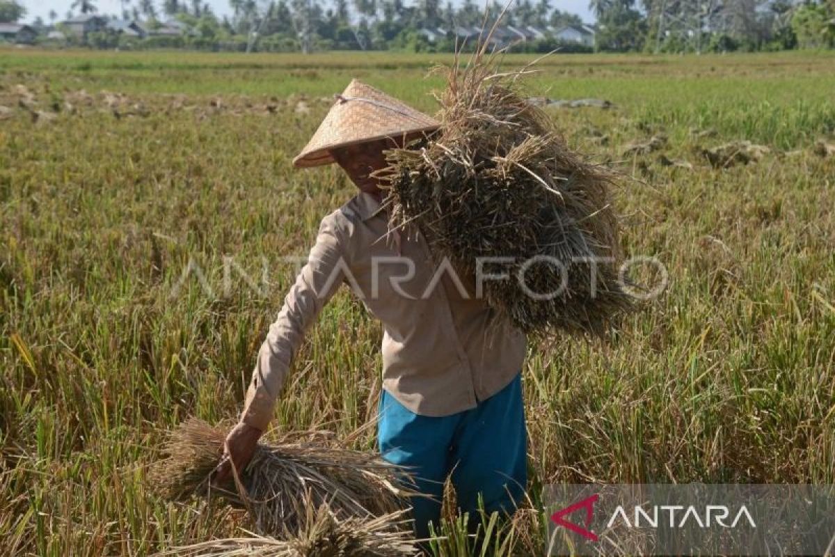 Kualitas rendah jadi penyebab harga gabah di Abdya terendah di Aceh