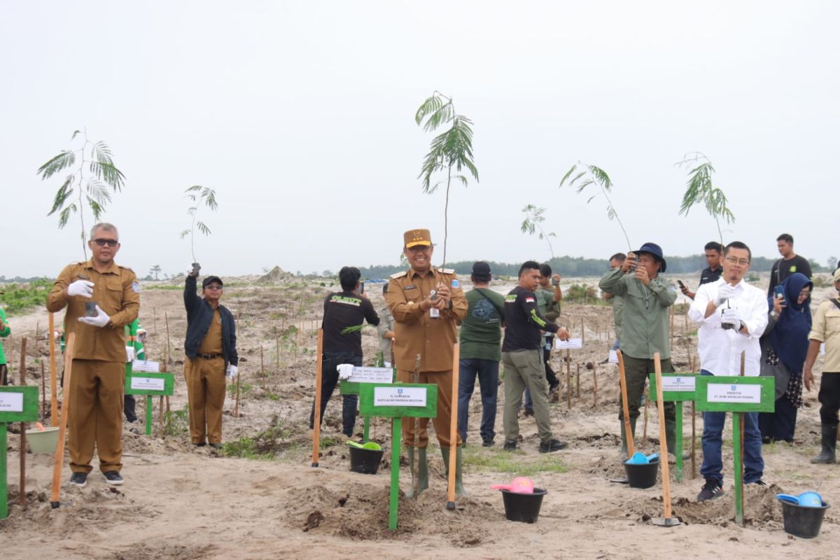 Babel tanam kaliandra di 119 hektare lahan bekas tambang