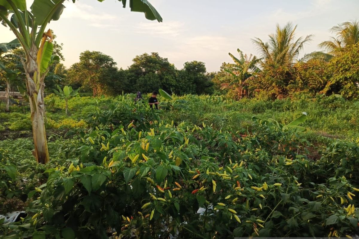 Nilai tukar petani Babel naik 1,50 persen