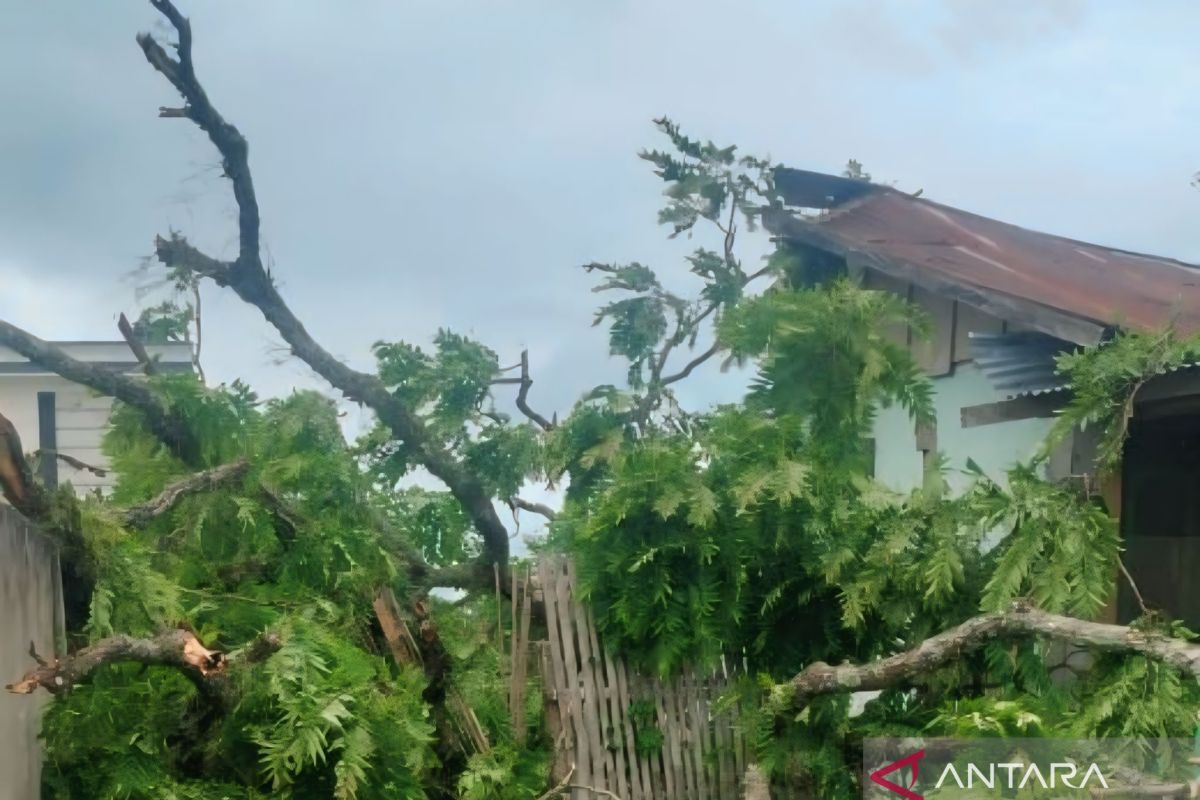 Pohon tumbang timpa bangunan sekolah di OKU Selatan