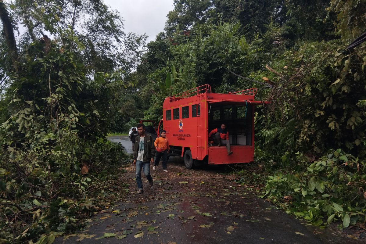 BPBD Lampung Barat sebut ada pohon tumbang  di empat titik