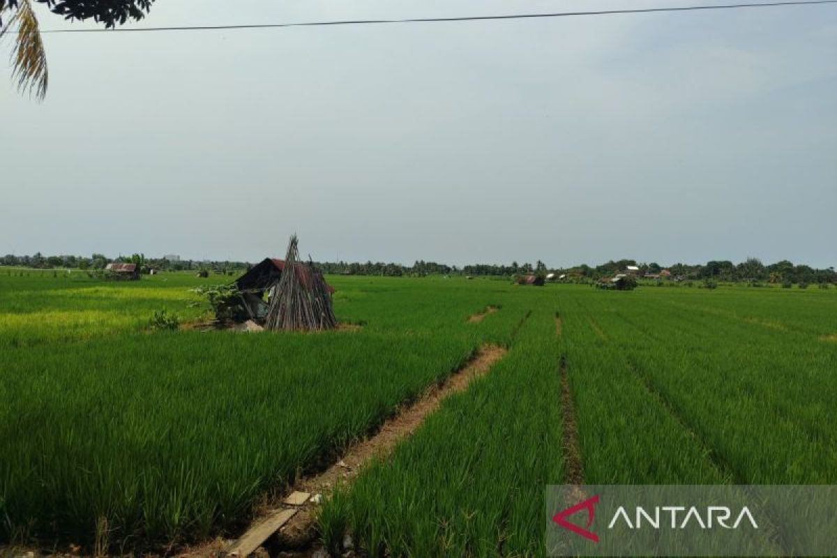 Bengkulu mendapat alokasi pupuk subsidi 81 ribu ton pada 2025