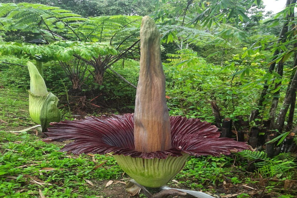 Bunga bangkai raksasa kembali mekar di Kebun Raya Liwa Lampung Barat