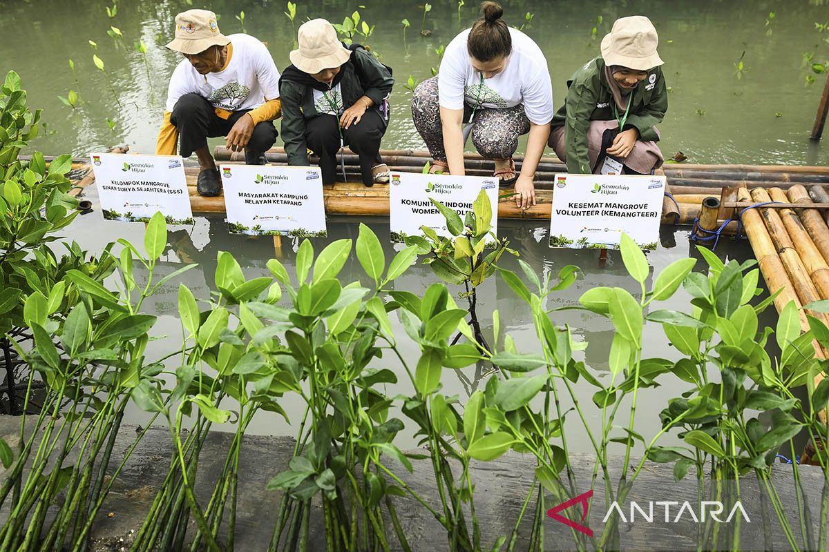 Penanaman mangrove dan pelepasan belangkas di Ketapang Tangerang