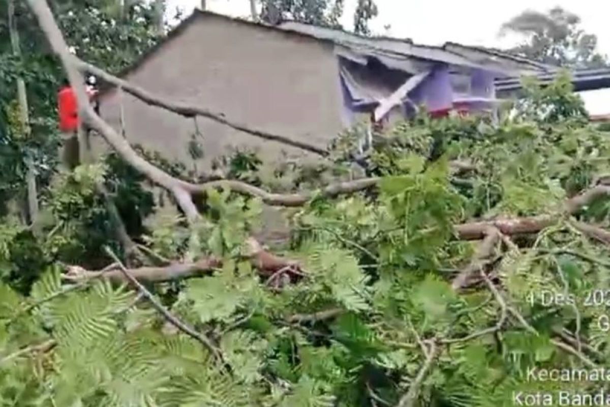 BPBD Bandarlampung evakuasi tujuh pohon tumbang