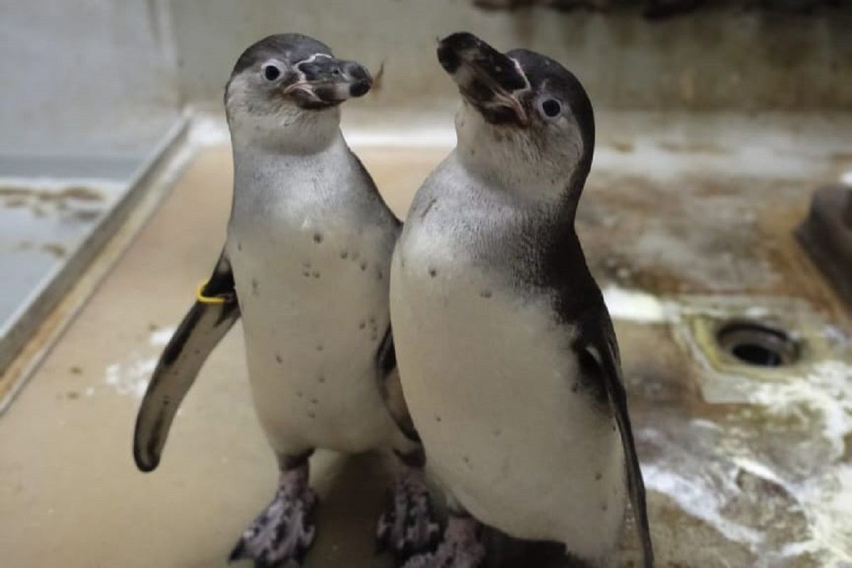 Jakarta Aquarium & Safari rayakan kelahiran pertama bayi penguin humboldt