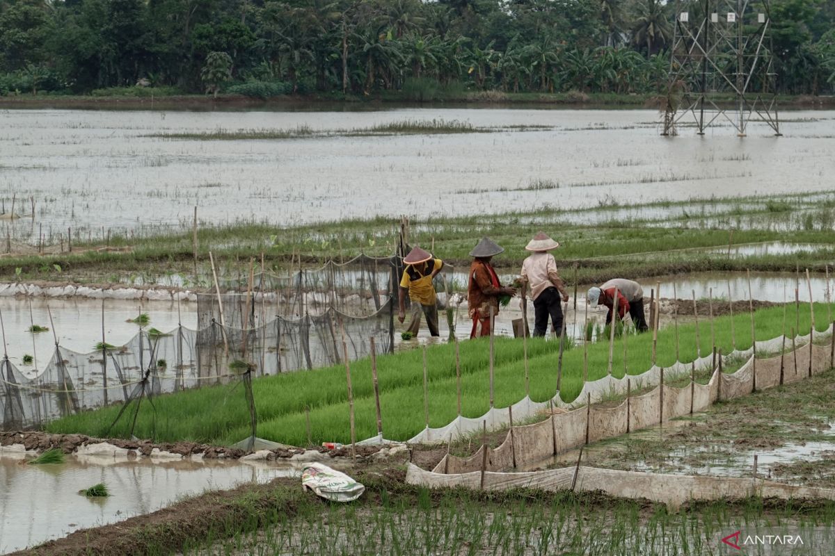 Inflasi dan pemanasan global dalam perubahan iklim