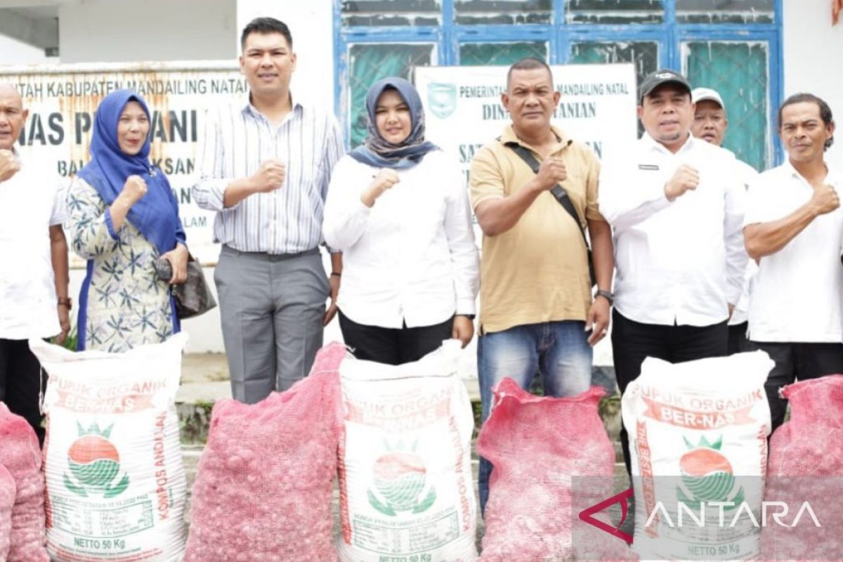 Enam kelompok tani Madina dapat bantuan  bibit bawang merah