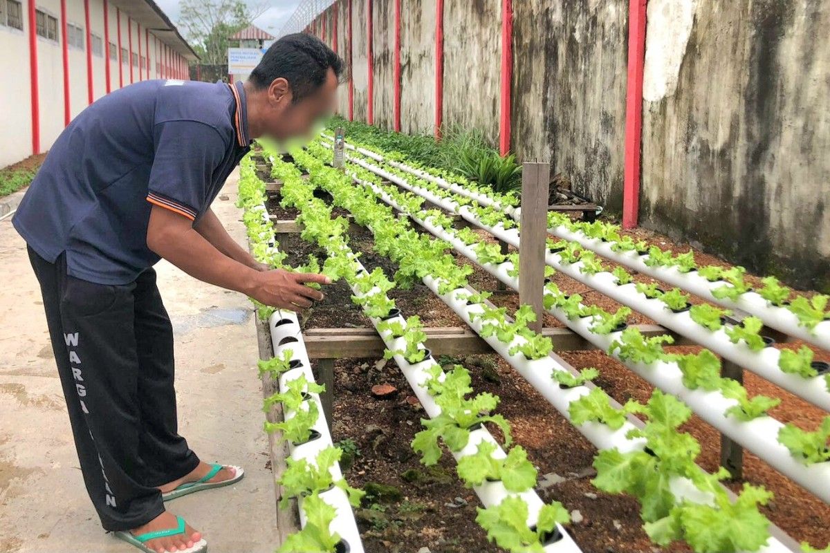 Merajut asa di balik jeruji, warga binaan Lapas Sampit belajar hidroponik