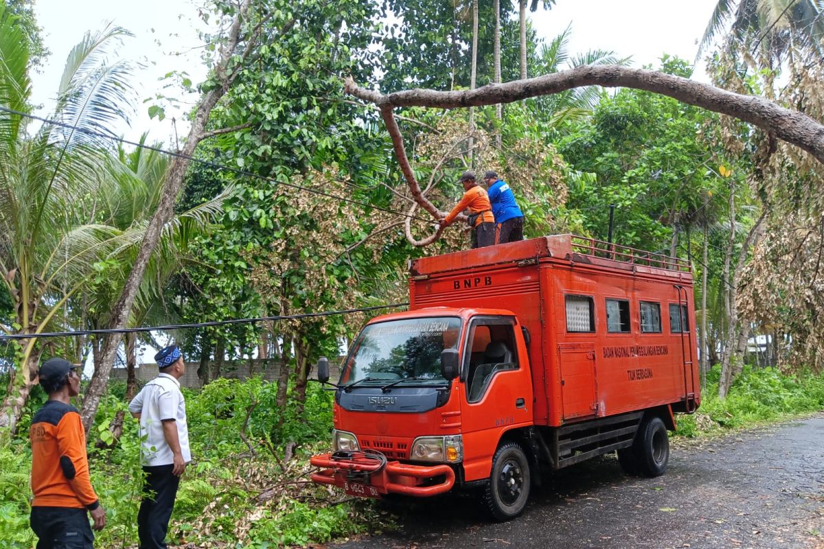 BPBD Pesisir Barat evakuasi pohon tumbang di tiga titik lokasi