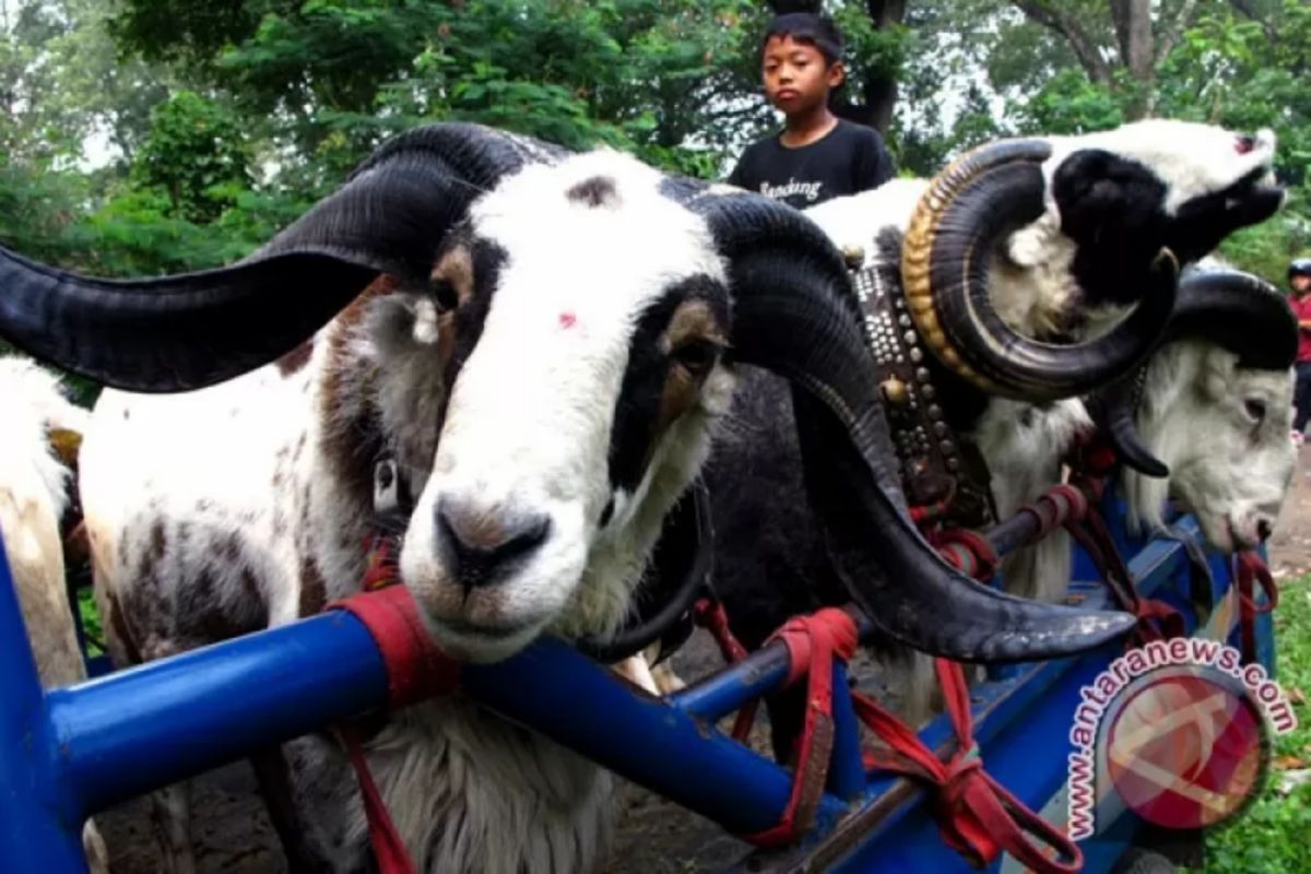 Fapet UGM mengembangkan pencegah hipertensi dari kolagen domba garut