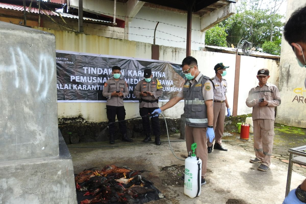 Balai Karantina Maluku Utara musnahkan 17 ekor ayam ilegal dari Manado