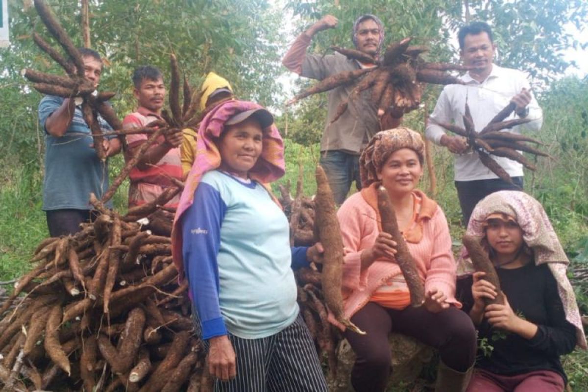 KTH Dolok Parmonangan panen tanaman ubi di lahan konsesi TPL