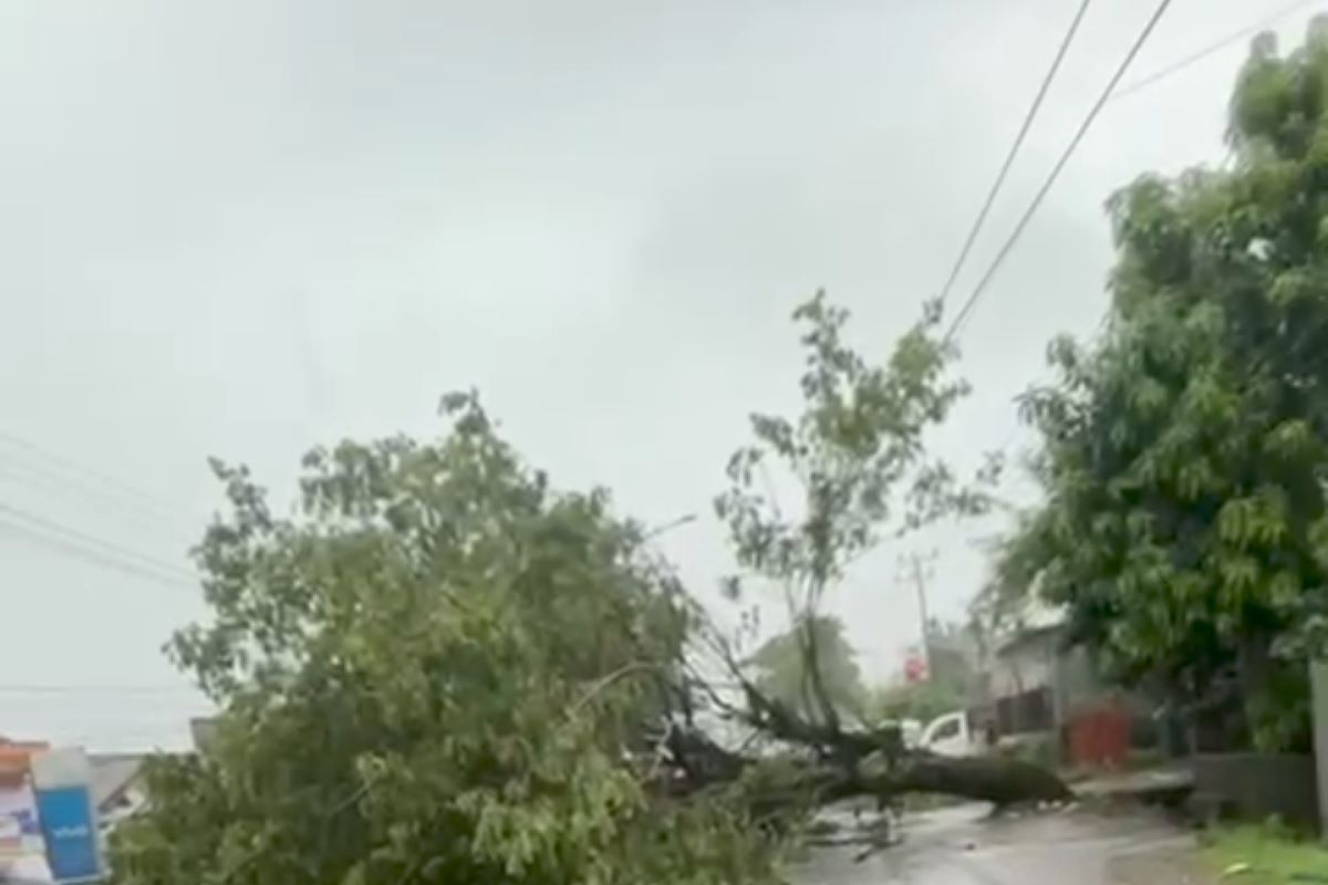 Cuaca ekstrem tumbangkan pohon menutupi jalan poros Maros-Parepare