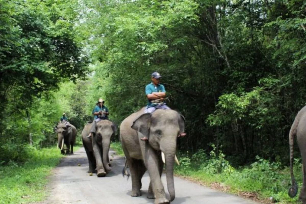 TNWK jelaskan hasil pengamatan visual kematian anak gajah