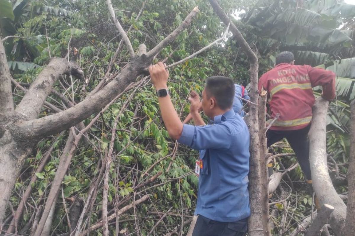 Masyarakat diimbau tidak berteduh di bawah pohon rawan tumbang