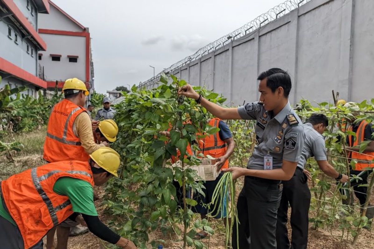 Warga Binaan Lapas Batam panen kacang panjang