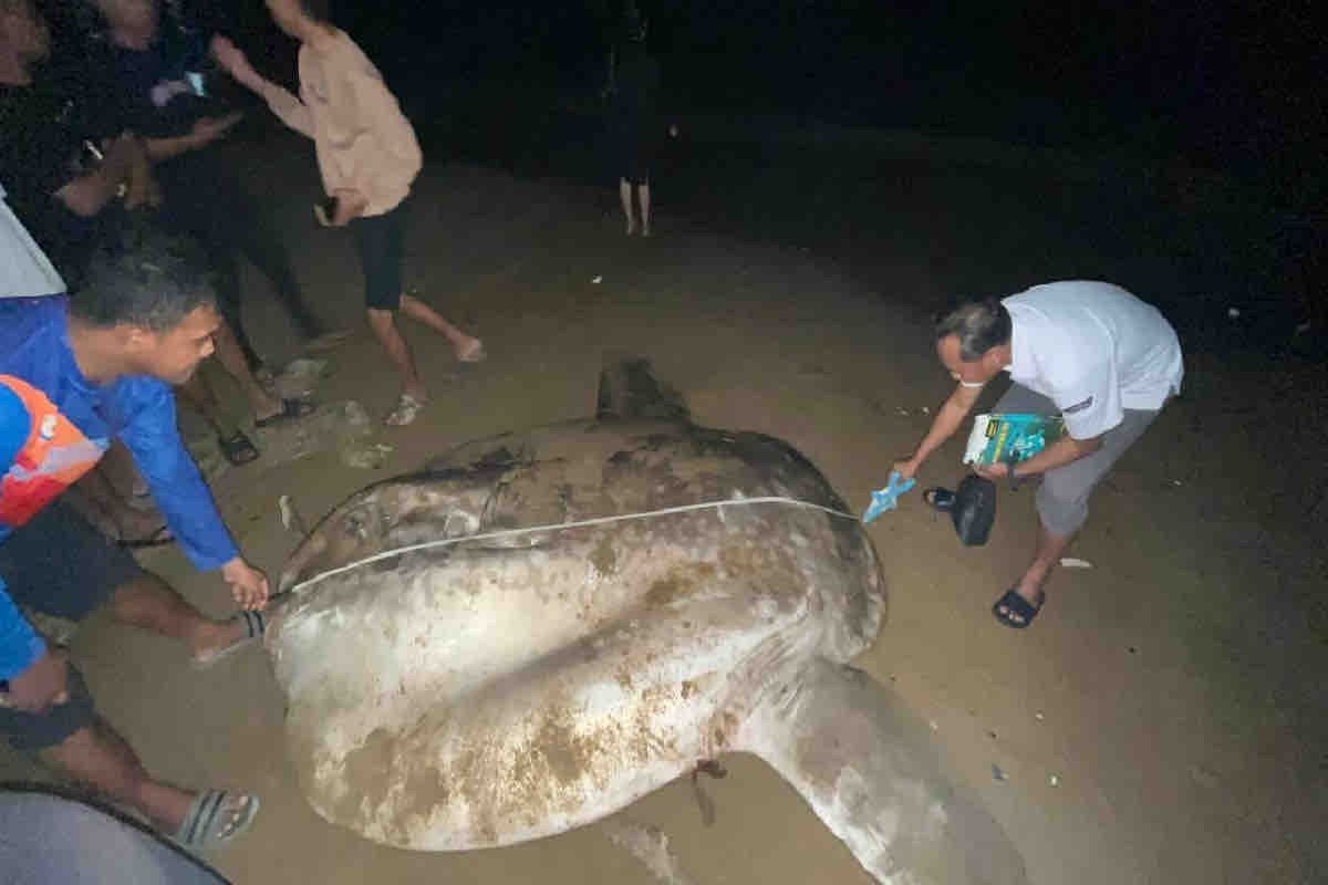 KKP tangani ikan mola mola yang terdampar di Gorontalo