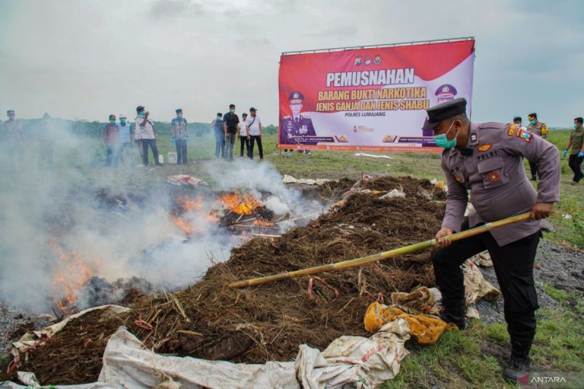 Pemusnahan ganja terkait temuan ladang ganja di Lumajang