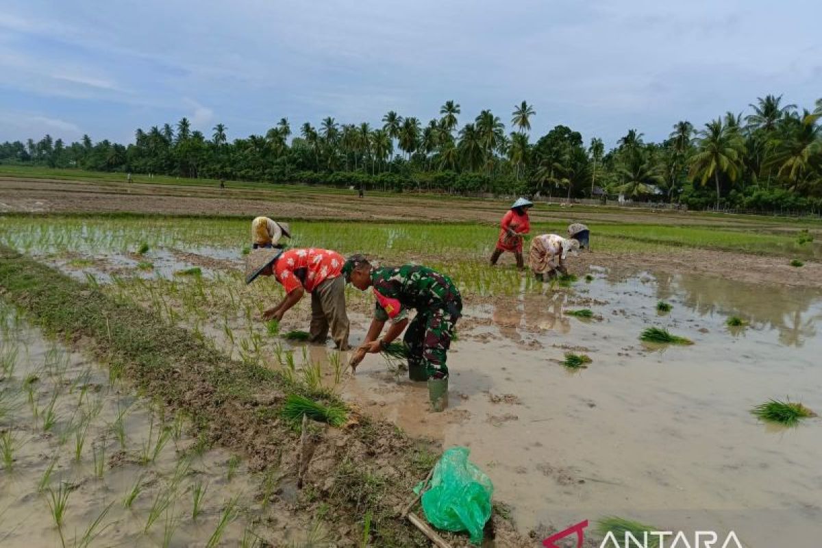 Korem Lilawangsa kerahkan Babinsa bantu warga wujudkan ketahanan pangan