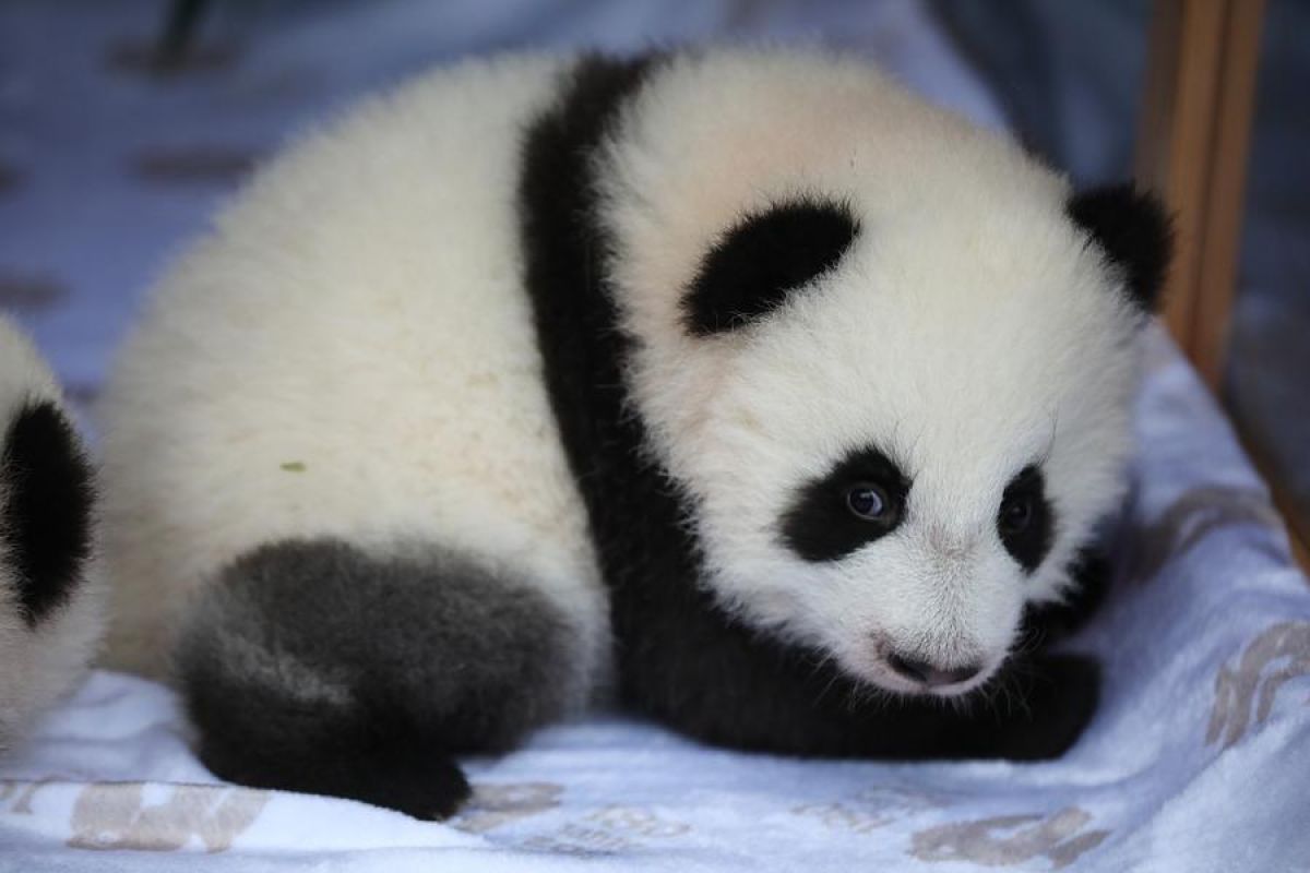 Kebun Binatang Berlin umumkan nama bayi panda kembar