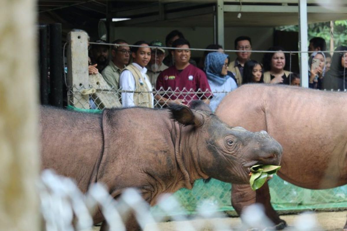 Total lima badak telah lahir di Suaka Rhino Sumatera