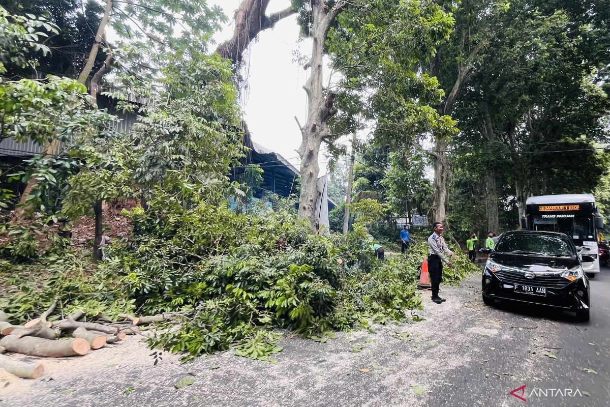 Pemkot Bogor lanjutkan penanganan pohon sebagai antisipasi bencana