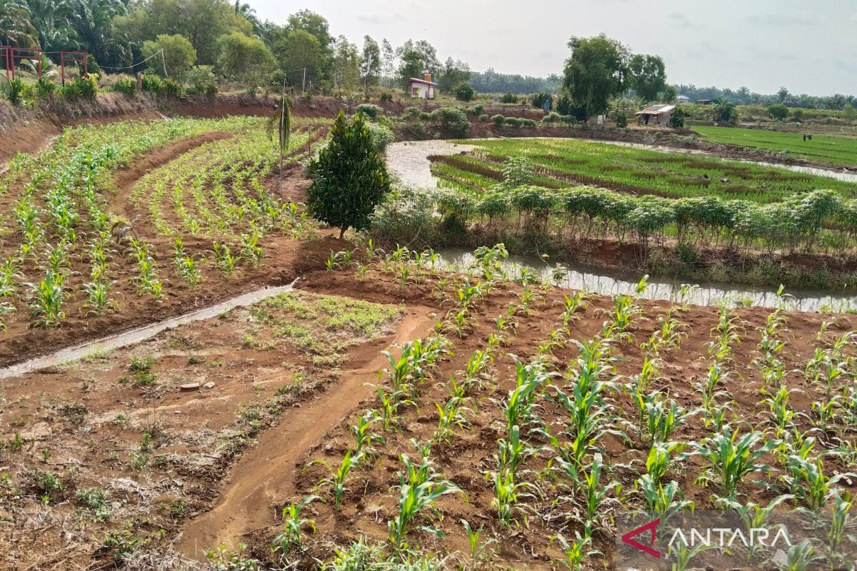 Dana desa di Mukomuko sejak tahun 2023 digunakan untuk bangun agrowisata