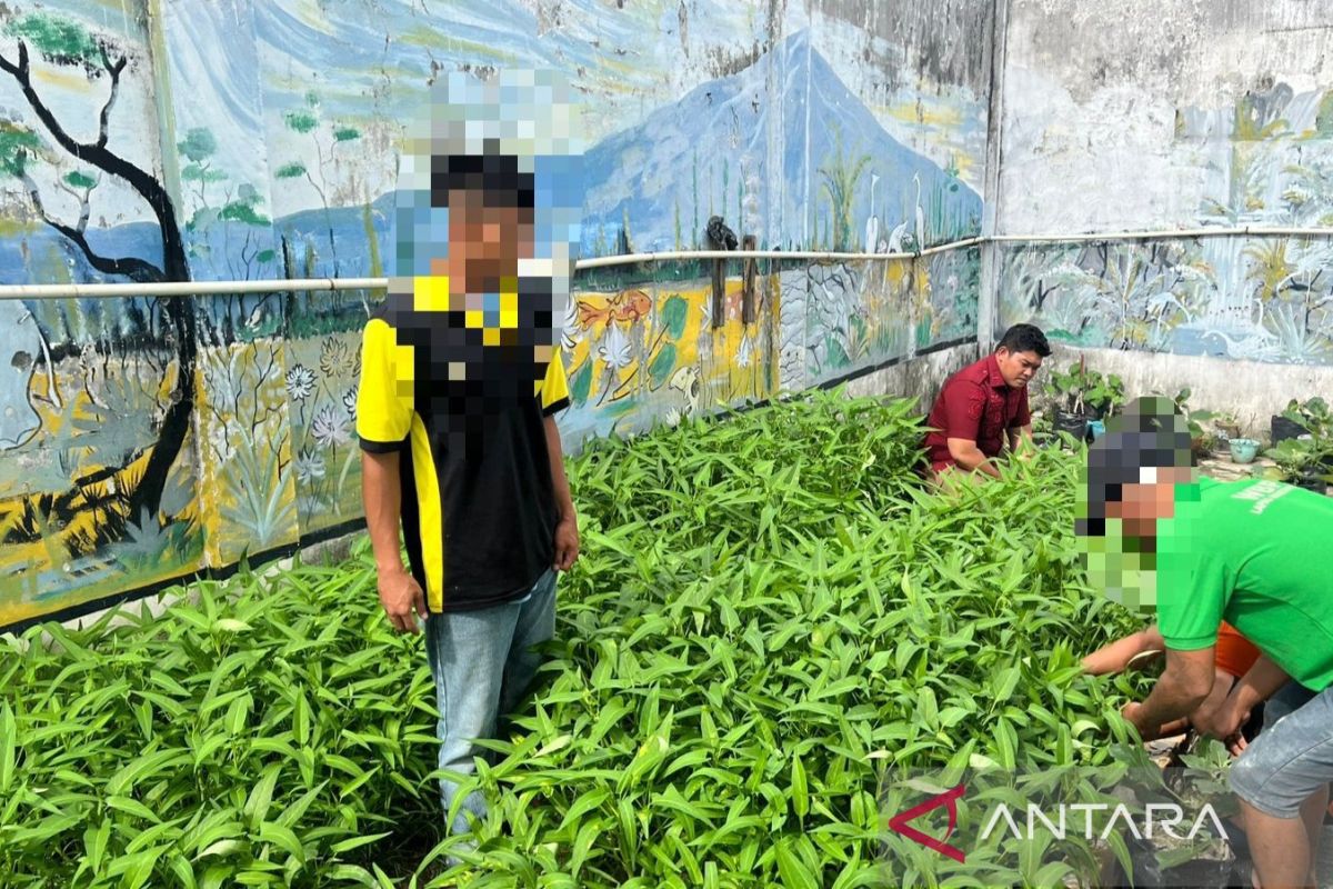 Warga binaan Lapas Martapura Sumsel panen sayuran