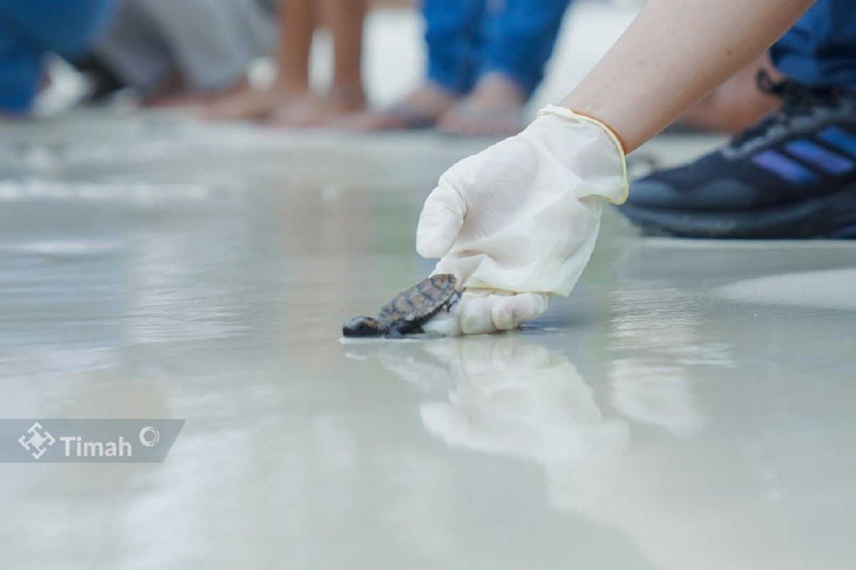 PT Timah bersama MIND ID lepasliarkan 74 tukik penyu sisik di Pantai Belitung