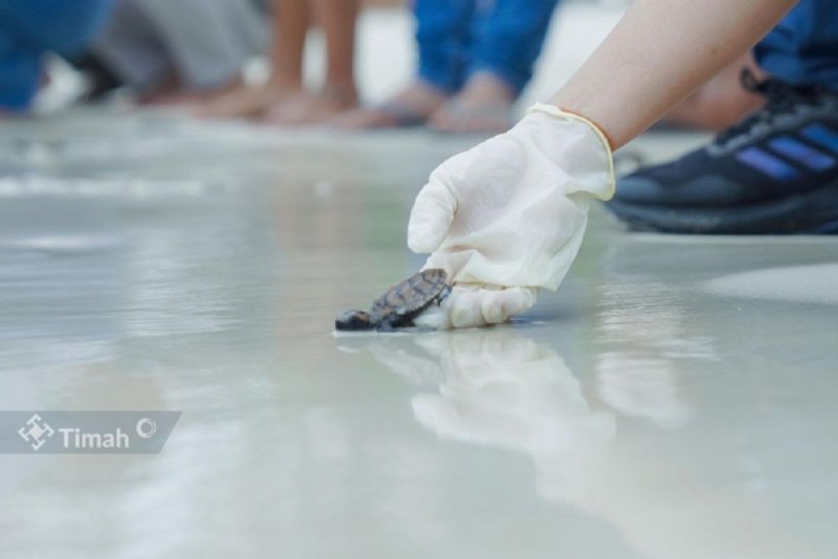 PT Timah - Group Mind Id lepasliarkan penyu sisik di Pantai Belitung