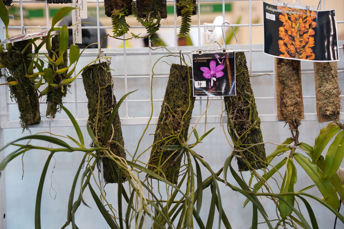 FLOII 2025 aims to globalize Indonesia's tropical floriculture