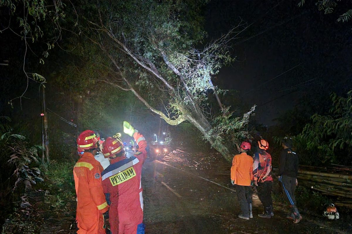 Pemkab Trenggalek mitigasi pohon tumbang yang ancam keselamatan pengendara