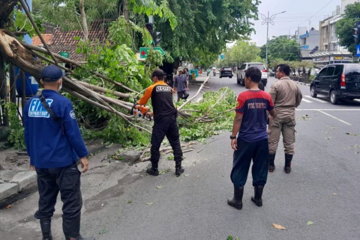 Petugas gabungan tangani pohon tumbang di 8 titik wilayah Surabaya