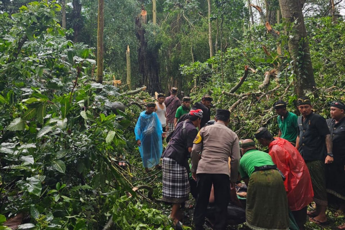 Polisi sebut dua WNA meninggal akibat pohon tumbang