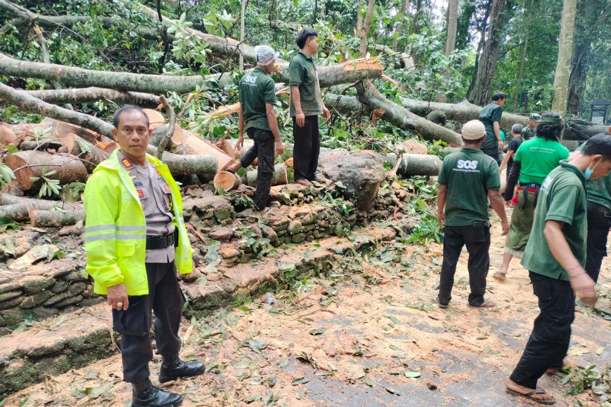 Polda Bali jelaskan kronologi dua WNA tertimpa pohon di Monkey Forest