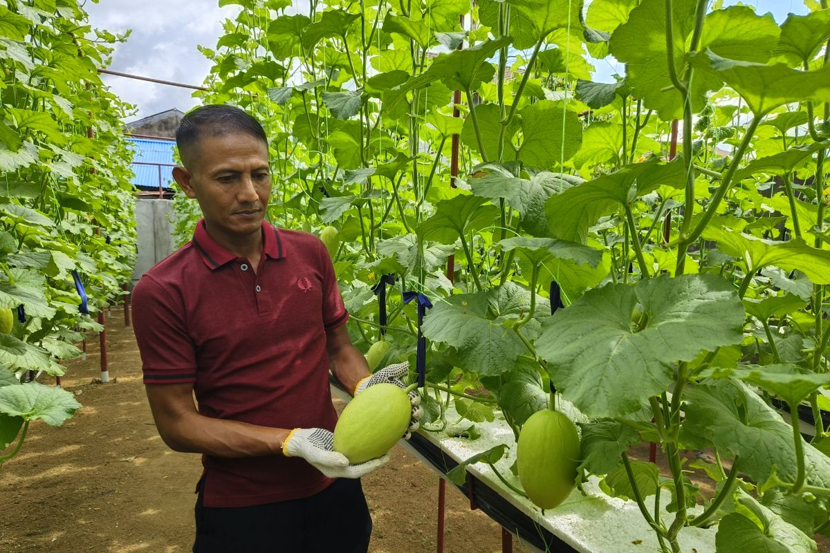 Budi daya melon hidroponik yang 