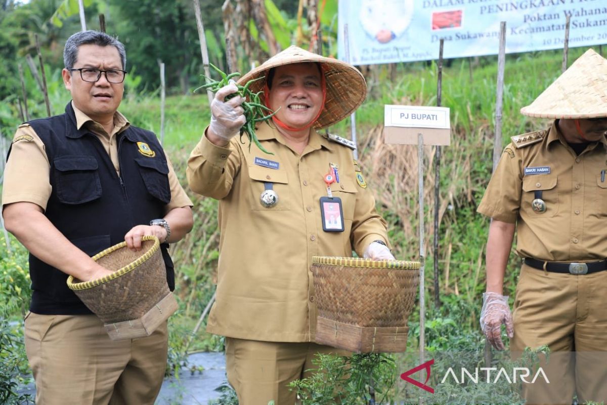 Pj Bupati Bogor Bachril Bakri panen lima ton cabai rawit merah di Mekarwangi