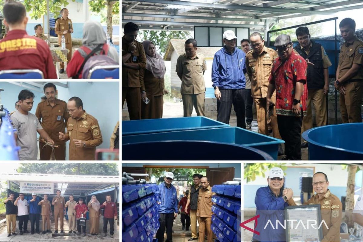 Bangka Tengah pilot proyek penelitian pembenihan kepiting bakau