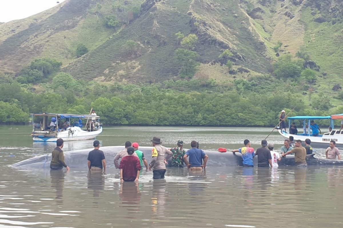 Seekor ikan paus ditemukan terdampar di perairan laut Ngada