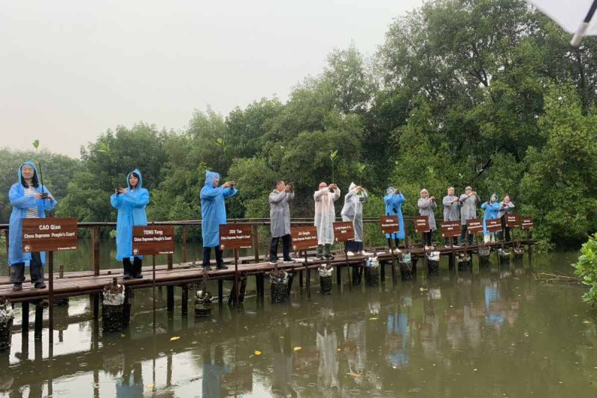 Hakim Lingkungan Tiongkok tinjau ekosistem mangrove