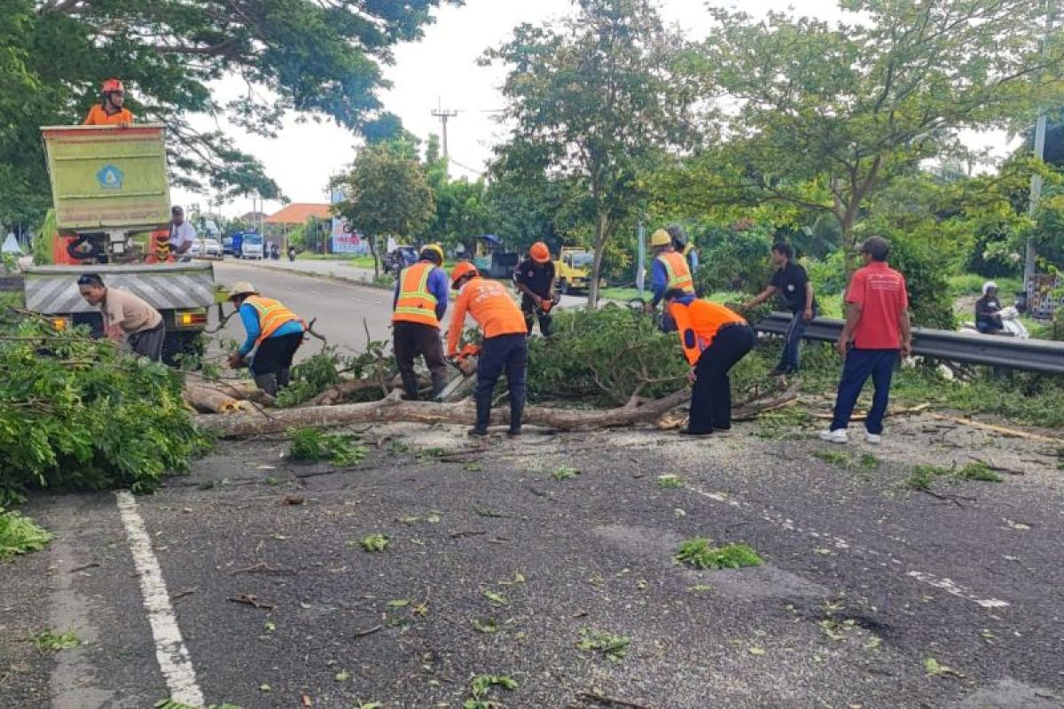 BPBD Bali minta pengelola wisata alam pangkas pohon yang rentan tumbang